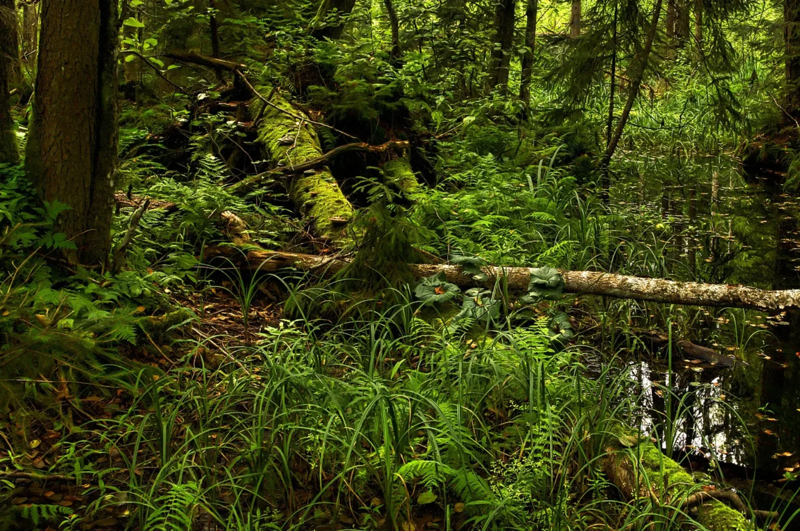 Białowieska Puszcza, pierwotny las, paprocie, mech i powalone pnie