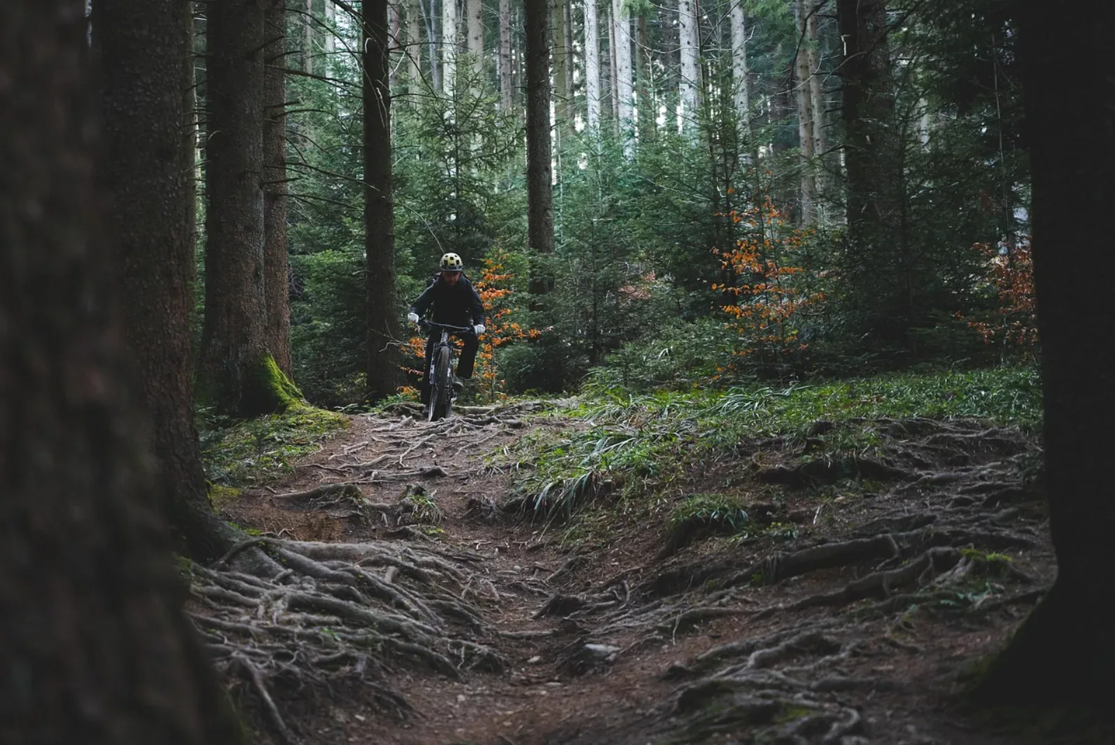 Rowerzysta na hardtail MTB w lesie wśród korzeni i mchu
