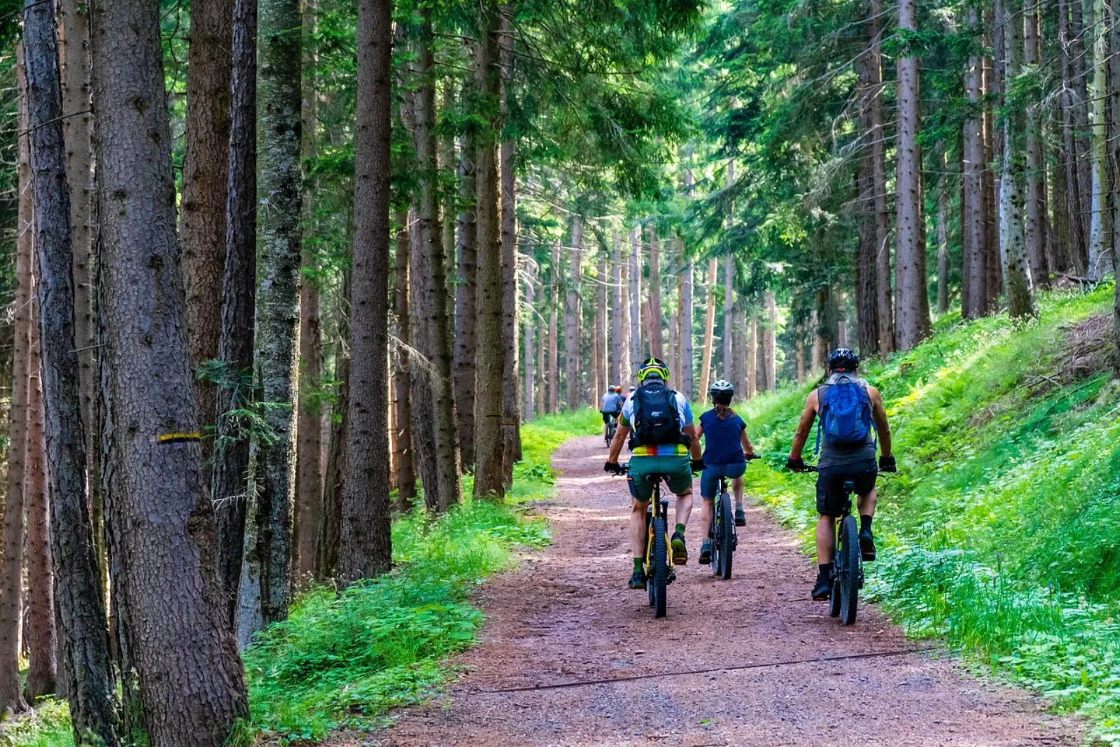 Grupa rowerzystów na szutrowym szlaku w lesie iglastym
