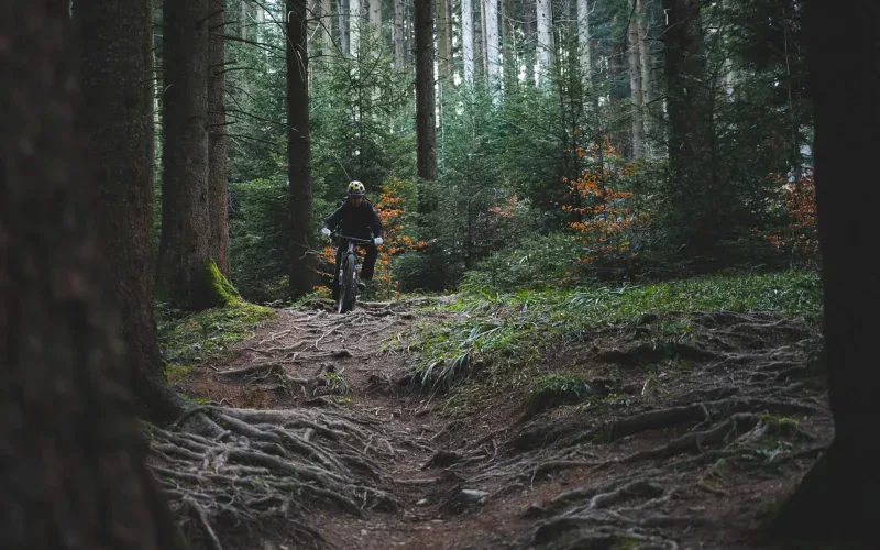 Rowerzysta MTB na singletracku w gęstym lesie iglastym z korzeniami