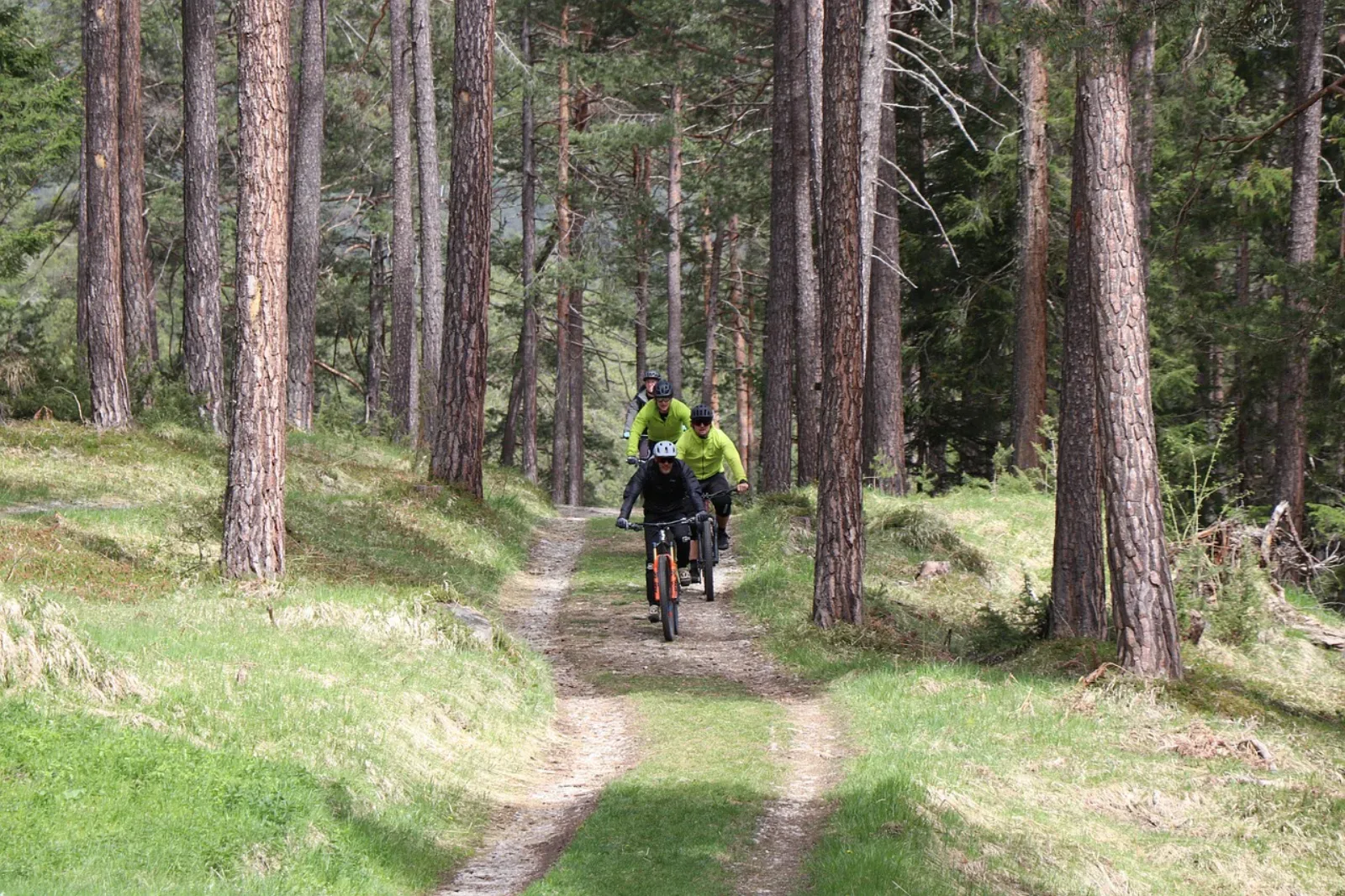 Grupa rowerzystów MTB jadąca singletrackiem leśnym wśród sosen