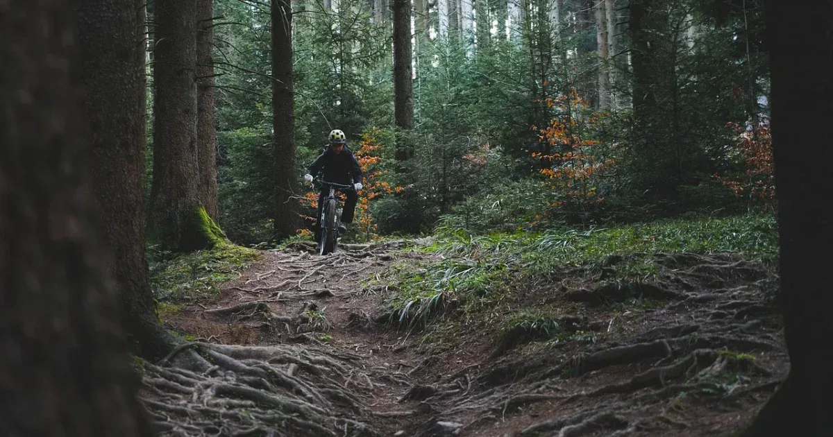 Rowerzysta MTB na leśnym singletracku wśród korzeni i drzew iglastych