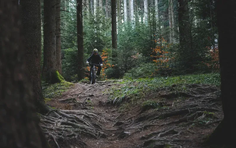 Rowerzysta MTB na leśnym singletracku wśród korzeni i drzew iglastych